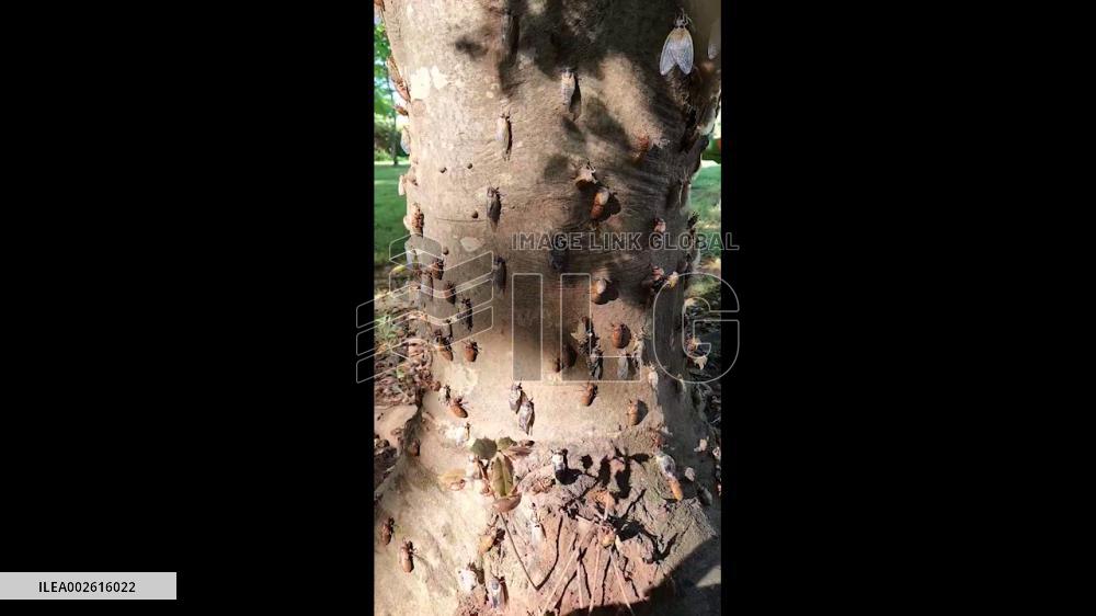 US: Cicadas Begin Emerging In South Carolina, Residents Complain Of Noise