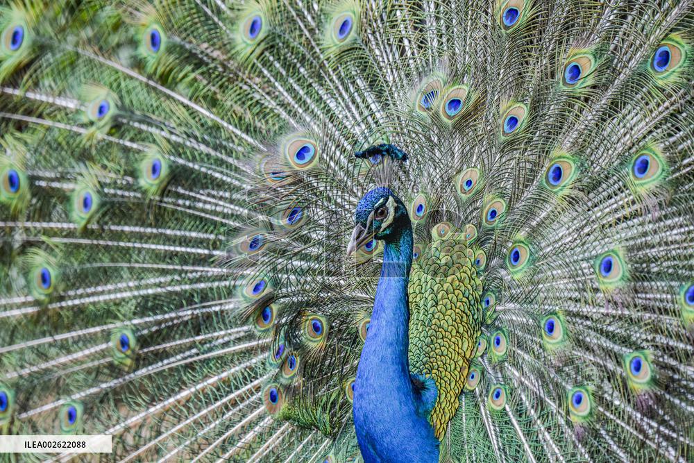 Peacock