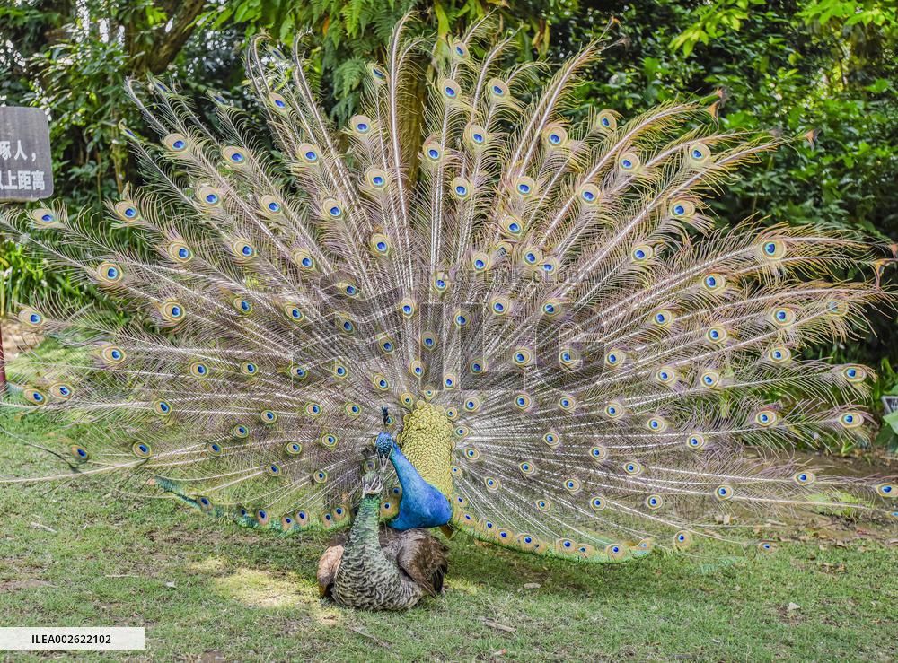 Peacock
