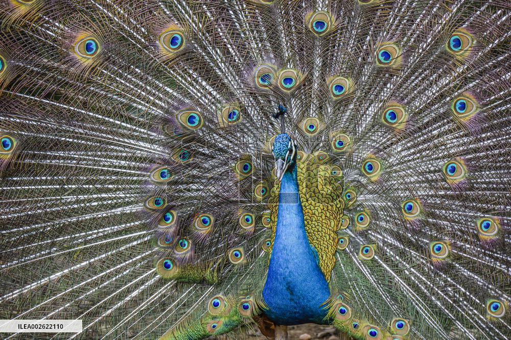 Peacock