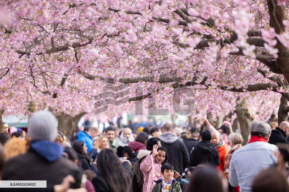SWEDEN-STOCKHOLM-CHERRY BLOSSOM