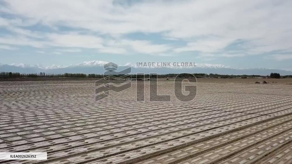 Modern tech assists cotton farmers in China's Xinjiang