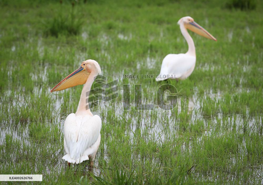 KENYA-KAJIADO-AMBOSELI NATIONAL PARK-WILDLIFE-SCENERY