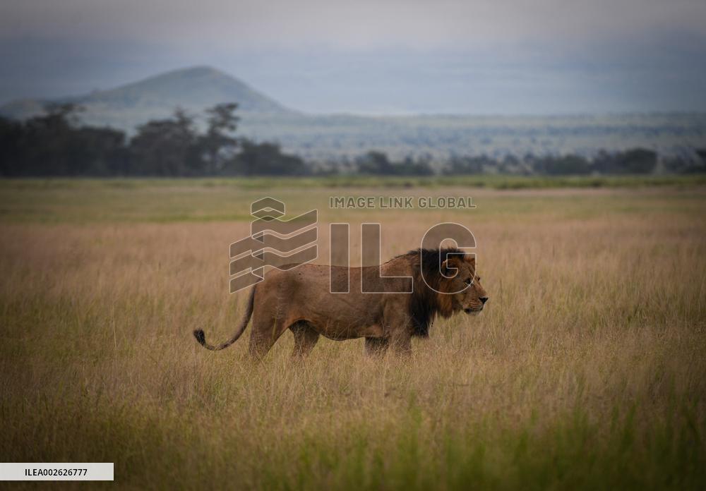 KENYA-KAJIADO-AMBOSELI NATIONAL PARK-WILDLIFE-SCENERY