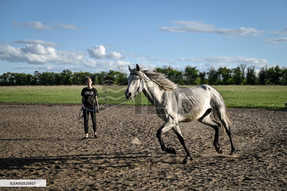 Horse training on Khortytsia island