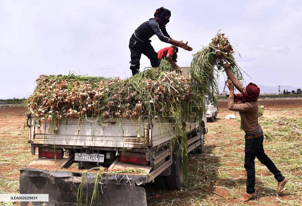SYRIA-DAMASCUS-GARLIC-HARVEST