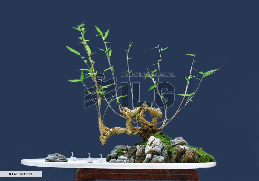 CHINA-CHENGDU-CANADIAN BONSAI ARTIST (CN)