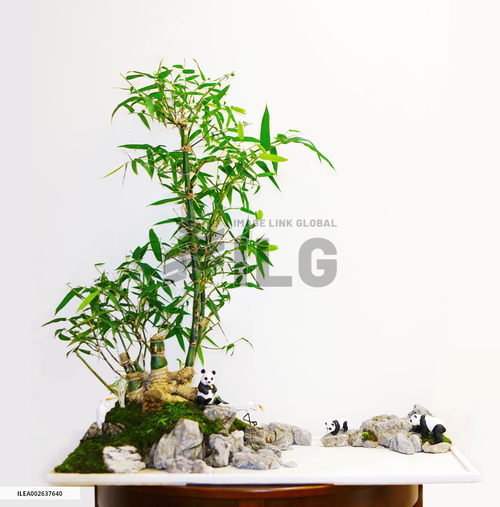 CHINA-CHENGDU-CANADIAN BONSAI ARTIST (CN)