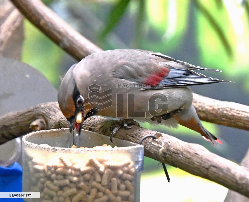 Japanese Waxwing at Kochi zoo