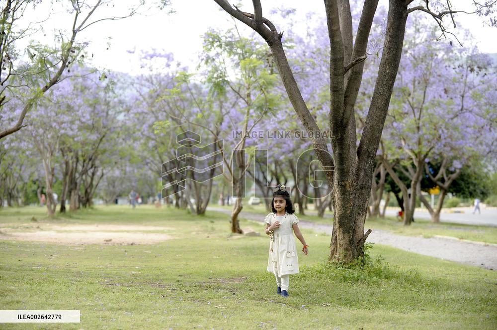 PAKISTAN-ISLAMABAD-JACARANDA TREES-BLOSSOM
