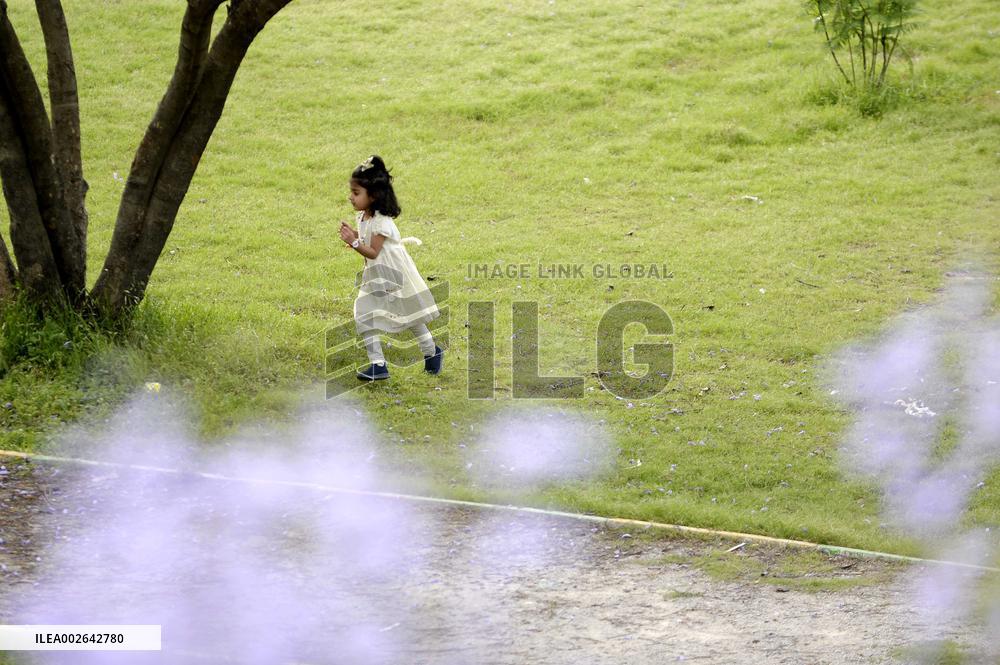 PAKISTAN-ISLAMABAD-JACARANDA TREES-BLOSSOM