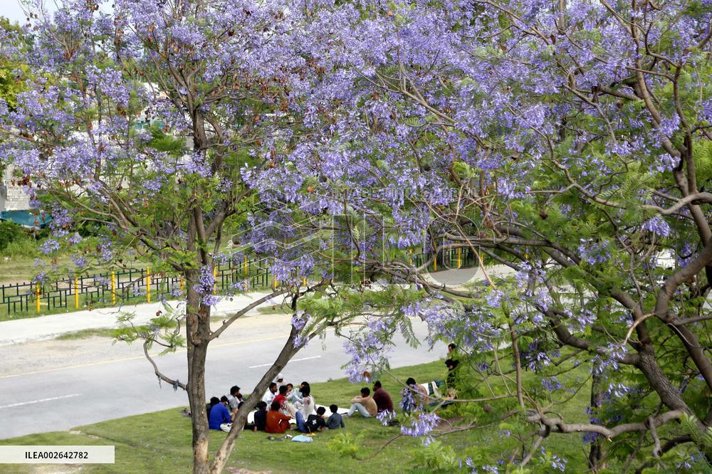PAKISTAN-ISLAMABAD-JACARANDA TREES-BLOSSOM