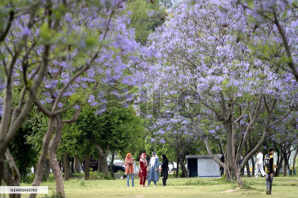 PAKISTAN-ISLAMABAD-JACARANDA TREES-BLOSSOM