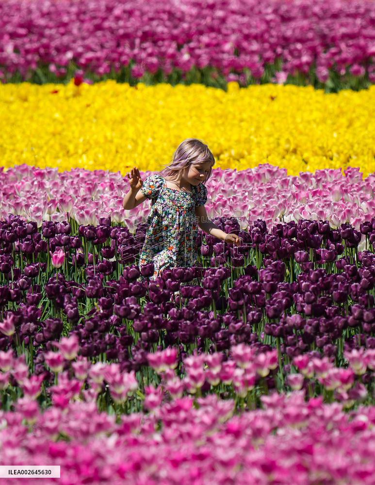Harrison Tulip Festival - Canada