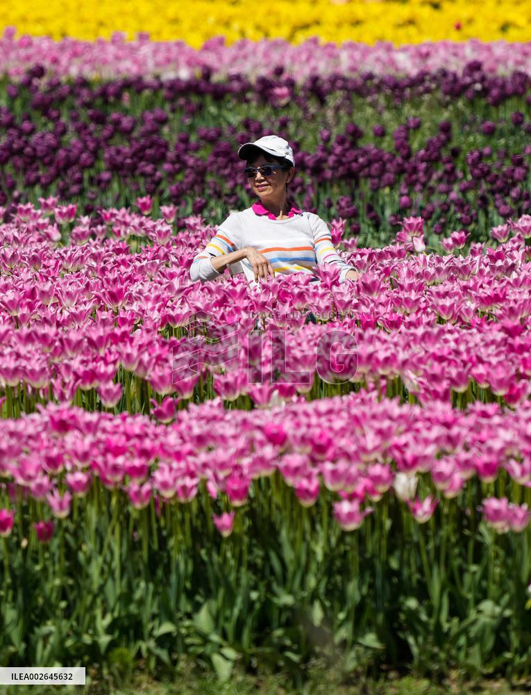 Harrison Tulip Festival - Canada