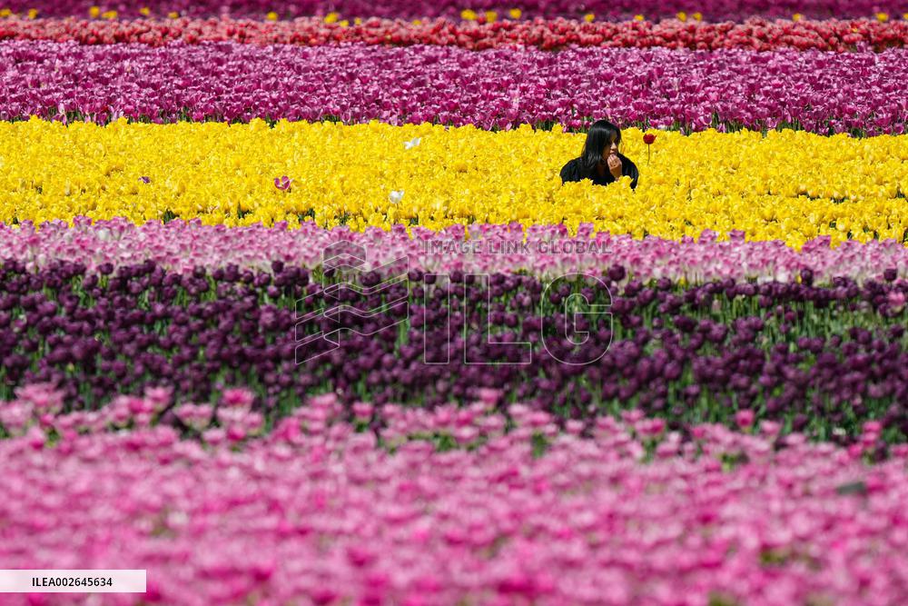 Harrison Tulip Festival - Canada