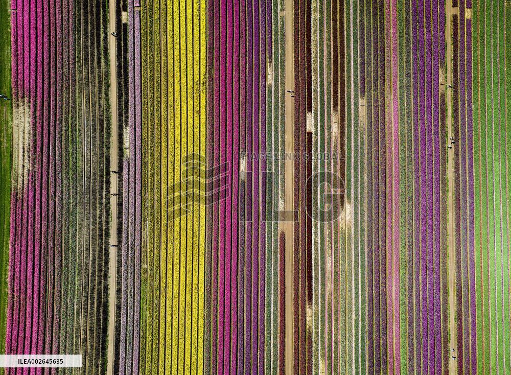 Harrison Tulip Festival - Canada