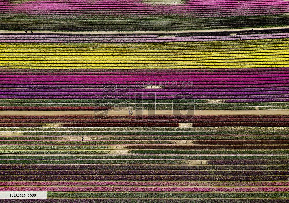 Harrison Tulip Festival - Canada