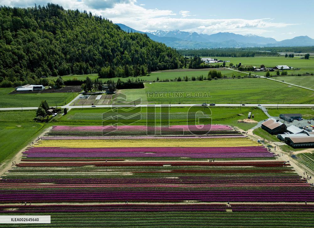 Harrison Tulip Festival - Canada