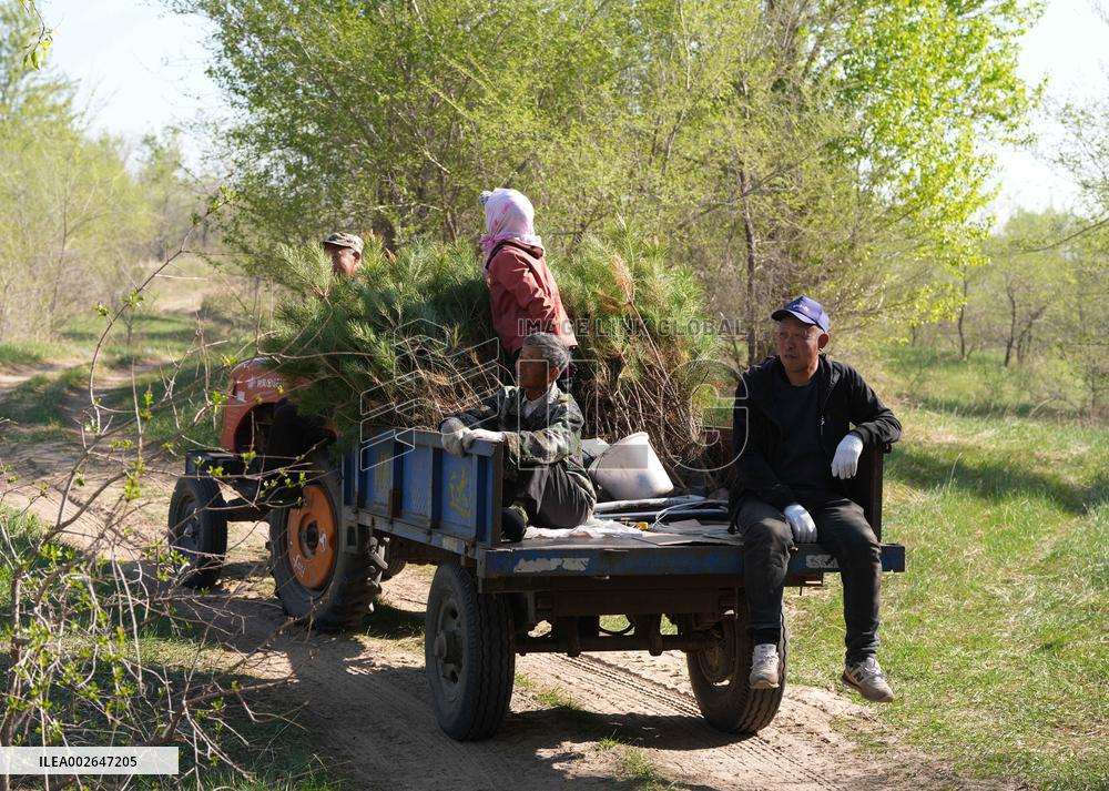 (ChineseToday)CHINA-LIAONING-FUXIN-AFFORESTATION  (CN)