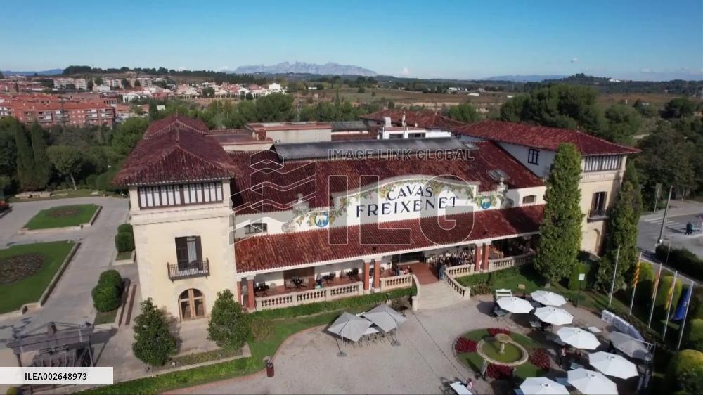 Cava producers in Spain struggling to survive severe drought