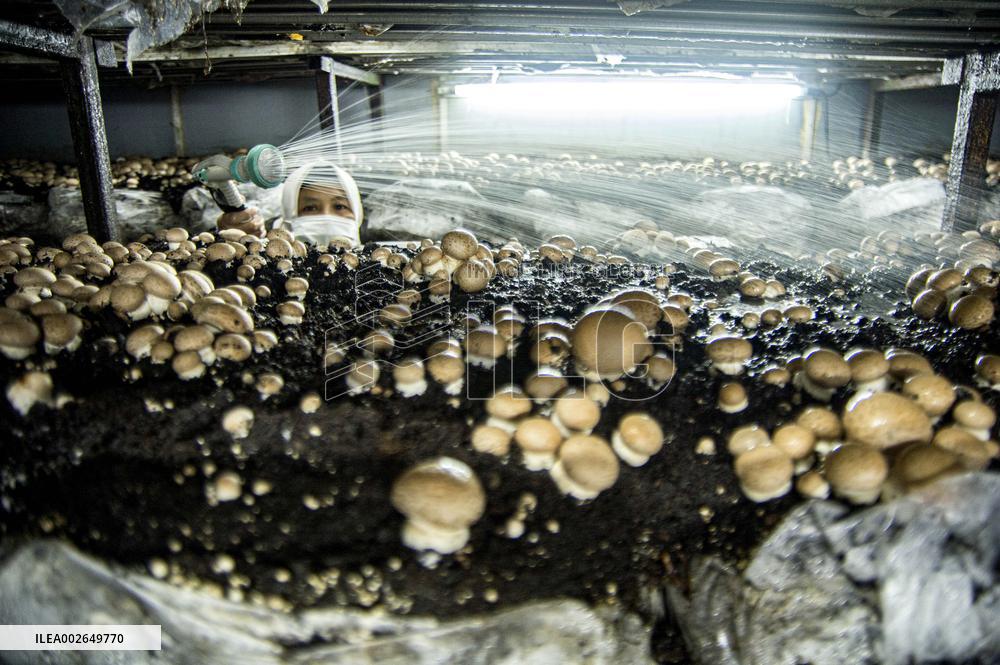 INDONESIA-YOGYAKARTA-MUSHROOM-CULTIVATION