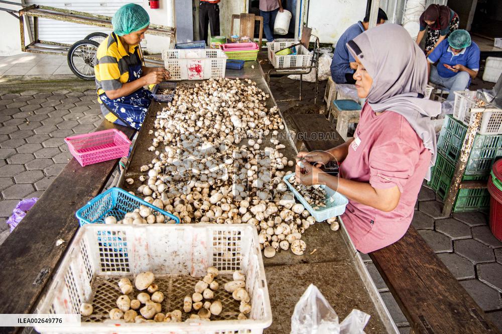 INDONESIA-YOGYAKARTA-MUSHROOM-CULTIVATION