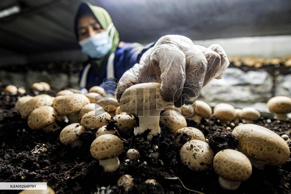 INDONESIA-YOGYAKARTA-MUSHROOM-CULTIVATION