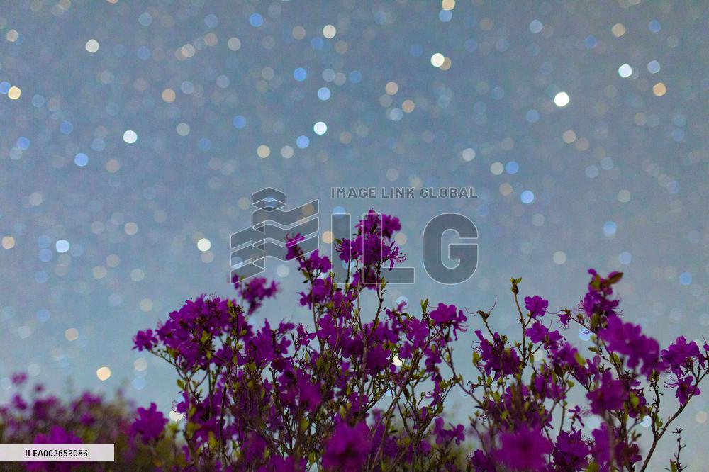 #CHINA-HEILONGJIANG-FLOWERS-STARRY SKY (CN)