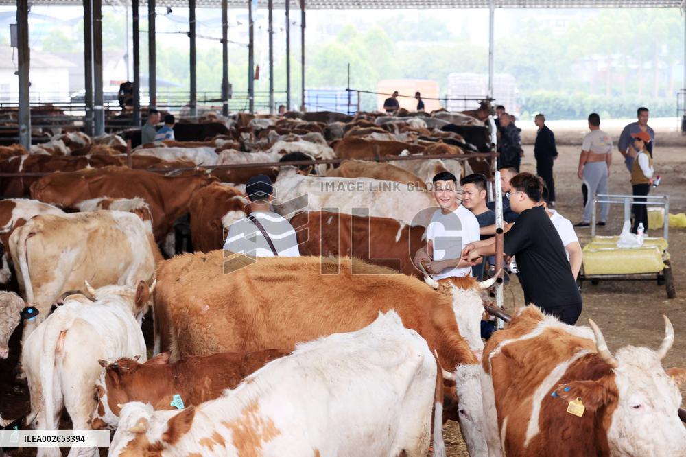 Livestock Trading and Wholesale Center in Hechi