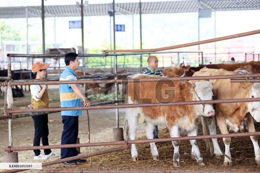 Livestock Trading and Wholesale Center in Hechi