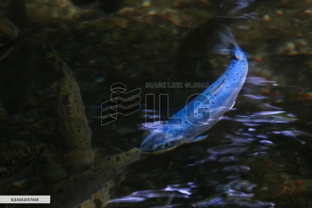 Cobalt blue Biwa trout