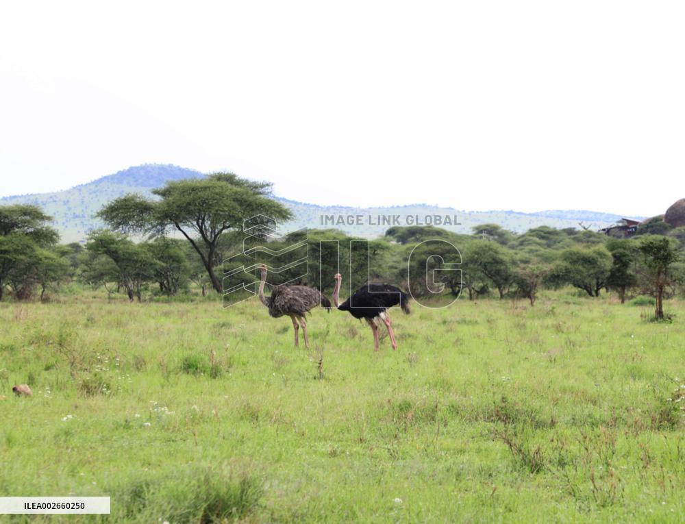 TANZANIA-SERENGETI NATIONAL PARK-ANIMALS