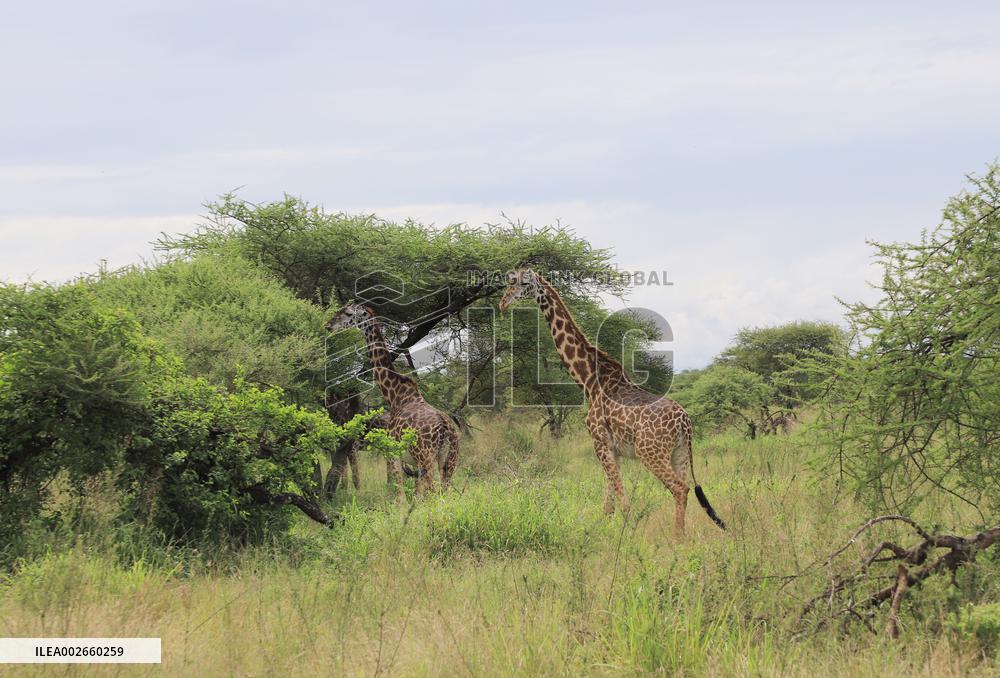 TANZANIA-SERENGETI NATIONAL PARK-ANIMALS