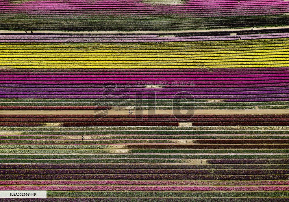 Tulip Festival In Canada