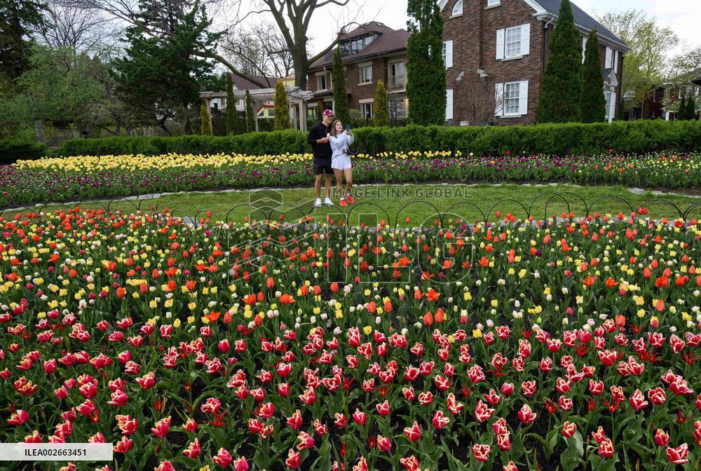 Tulip Festival In Canada