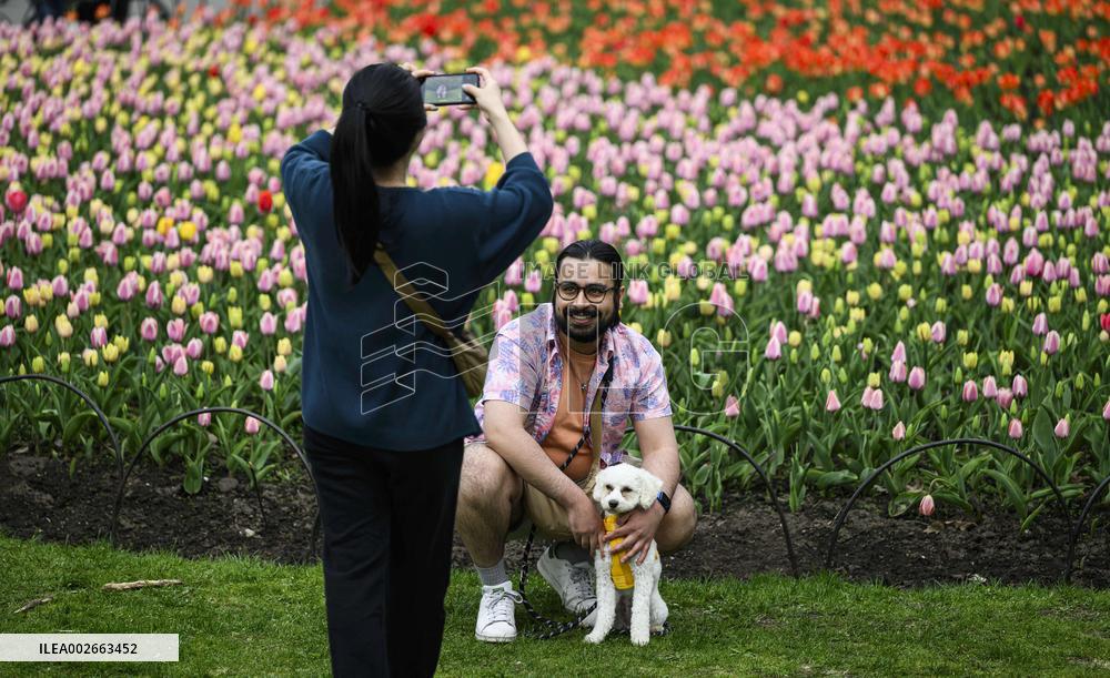Tulip Festival In Canada