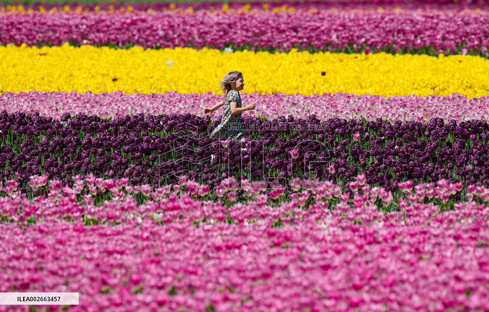 Tulip Festival In Canada