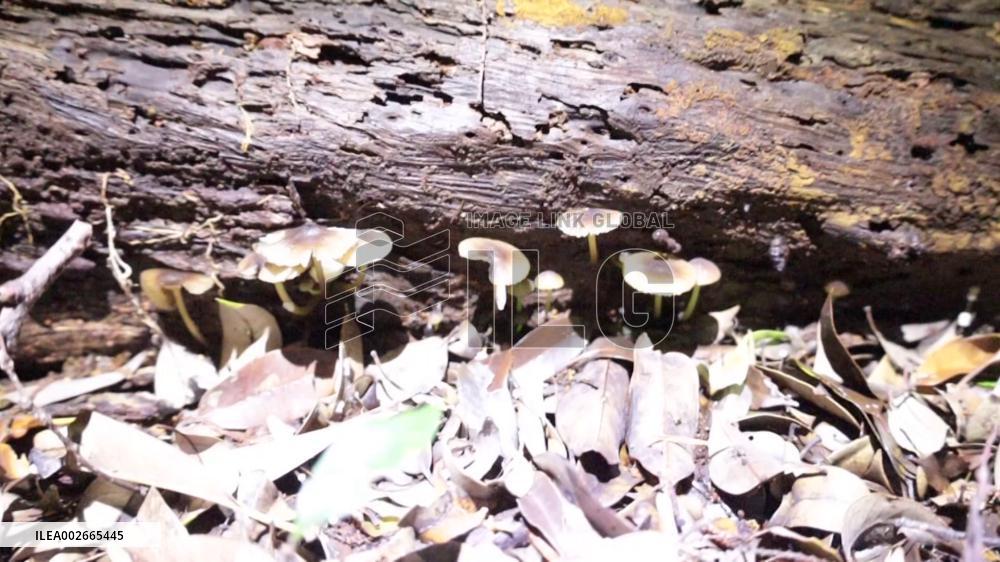 Glowing mushrooms in western Japan