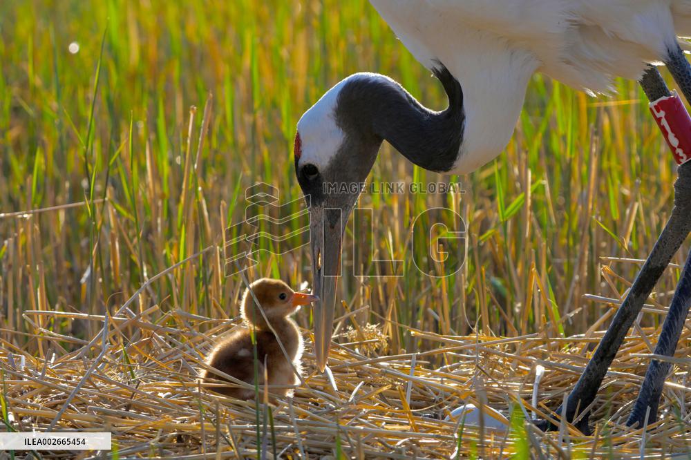 CHINA-HEILONGJIANG-RED-CROWNED CRANES-BREEDING SEASON (CN)