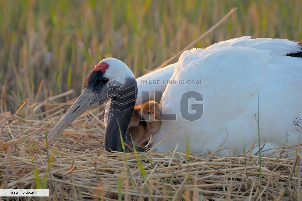 CHINA-HEILONGJIANG-RED-CROWNED CRANES-BREEDING SEASON (CN)