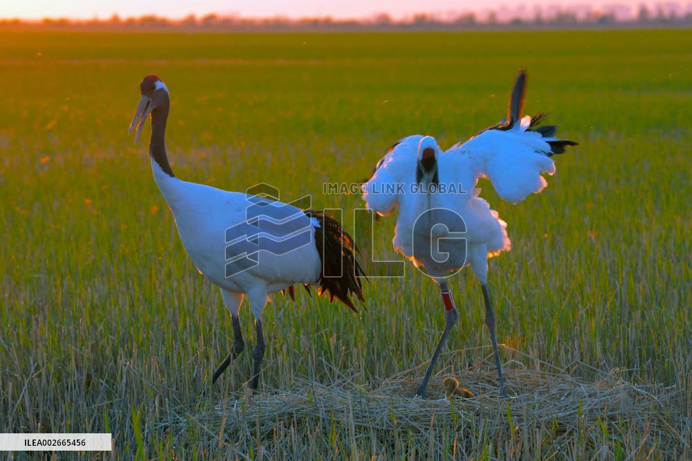 CHINA-HEILONGJIANG-RED-CROWNED CRANES-BREEDING SEASON (CN)