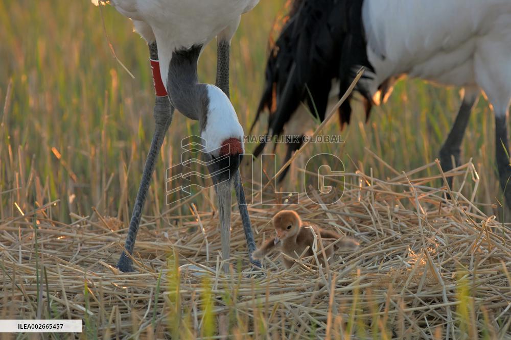 CHINA-HEILONGJIANG-RED-CROWNED CRANES-BREEDING SEASON (CN)