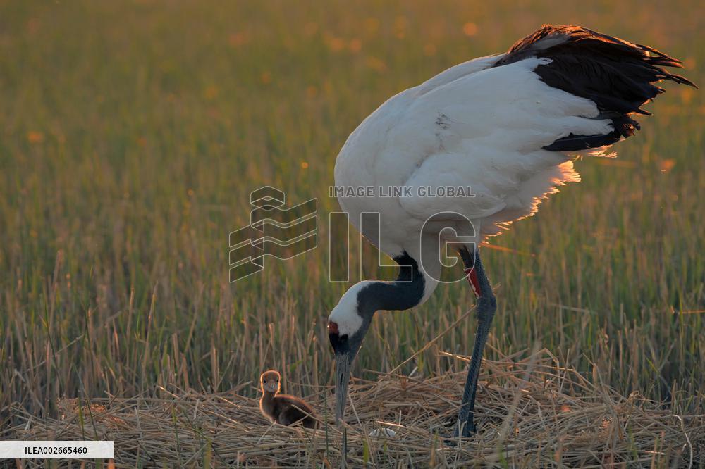 CHINA-HEILONGJIANG-RED-CROWNED CRANES-BREEDING SEASON (CN)