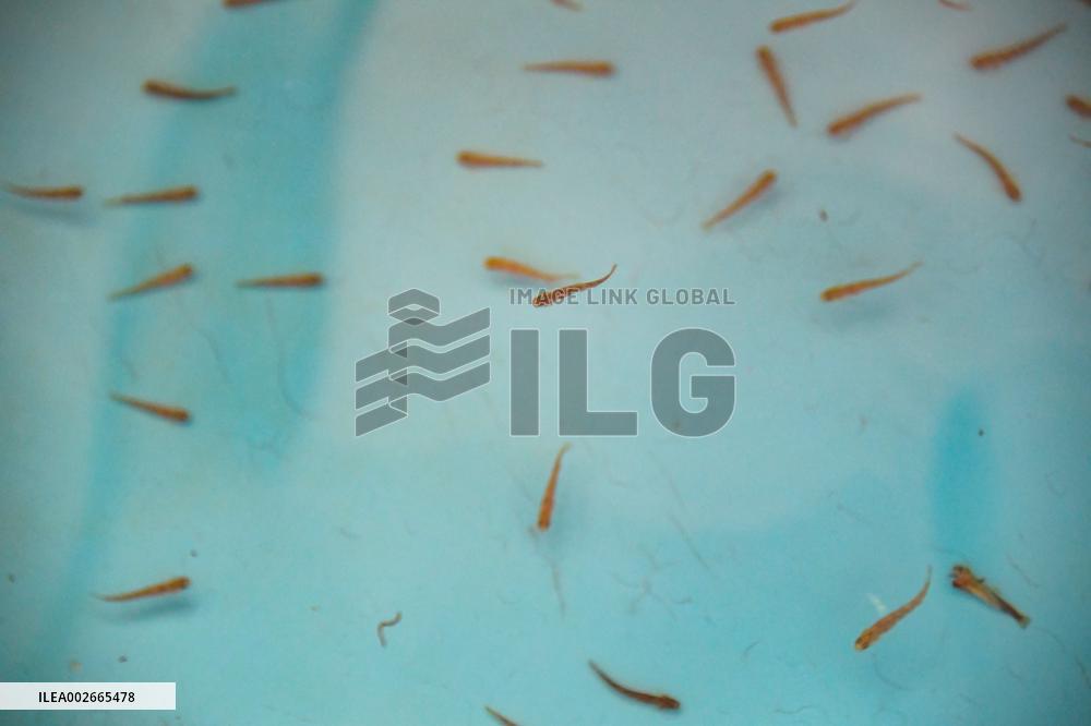 CHINA-SICHUAN-CHONGZHOU-ENDANGERED FISH SPECIES-ARTIFICIAL BREEDING (CN)