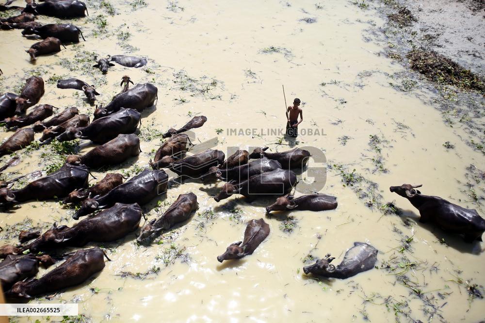 Buffalo Farm On Jamuna River In Bogra - Bangladesh