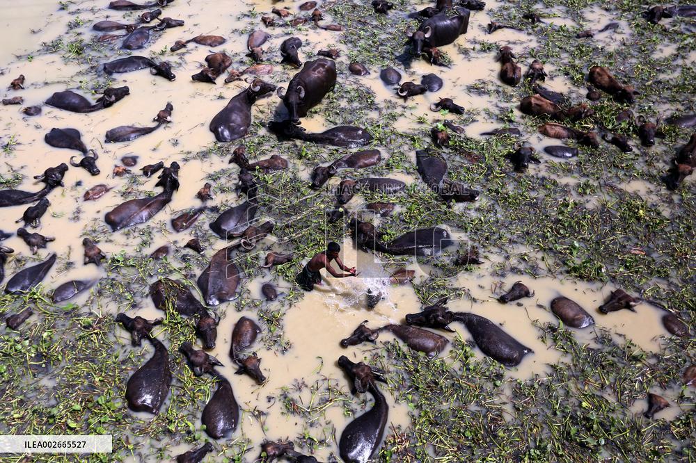 Buffalo Farm On Jamuna River In Bogra - Bangladesh