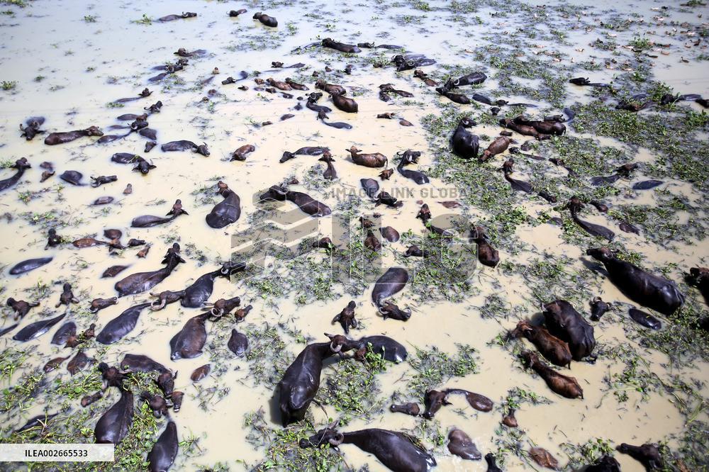 Buffalo Farm On Jamuna River In Bogra - Bangladesh