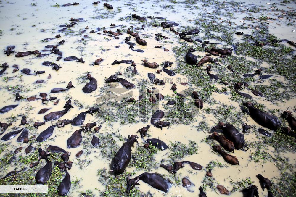 Buffalo Farm On Jamuna River In Bogra - Bangladesh