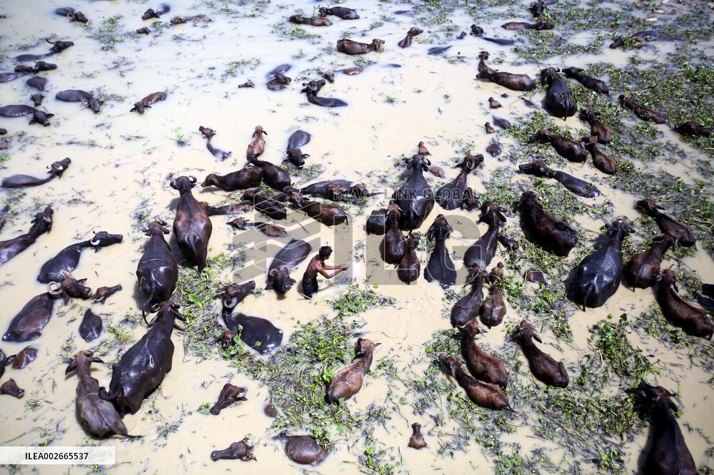 Buffalo Farm On Jamuna River In Bogra - Bangladesh